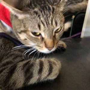 Meet your Posher, Gloria